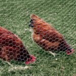 Hexagonal Wire Mesh